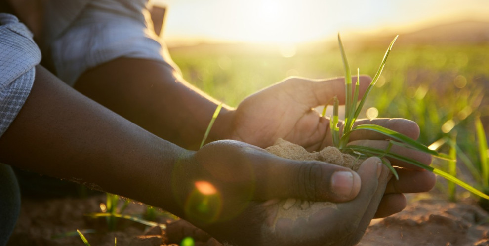 IBM Sustainability Accelerator fördert nachhaltige und ertragreiche Landwirtschaft – Fünf Erfolgsgeschichten aus der ganzen Welt